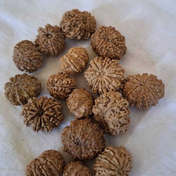 Rudraksha